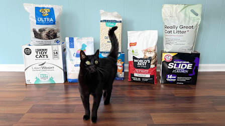 a cat in front of various cat litters